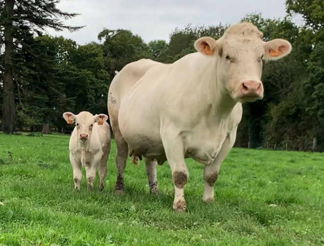 Cerfrance-vache-allaitante-2026-article-Isere-Drome-Vaucluse