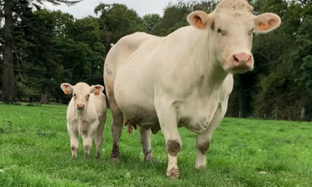 Cerfrance-vache-allaitante-2026-article-Isere-Drome-Vaucluse